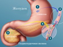 Роль глюкозы и инсулина в углеводном обмене