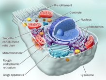 https://www.everlive.ru/metabolism-how-the-process-is-going/