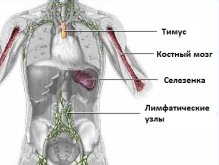 Органы иммунной системы